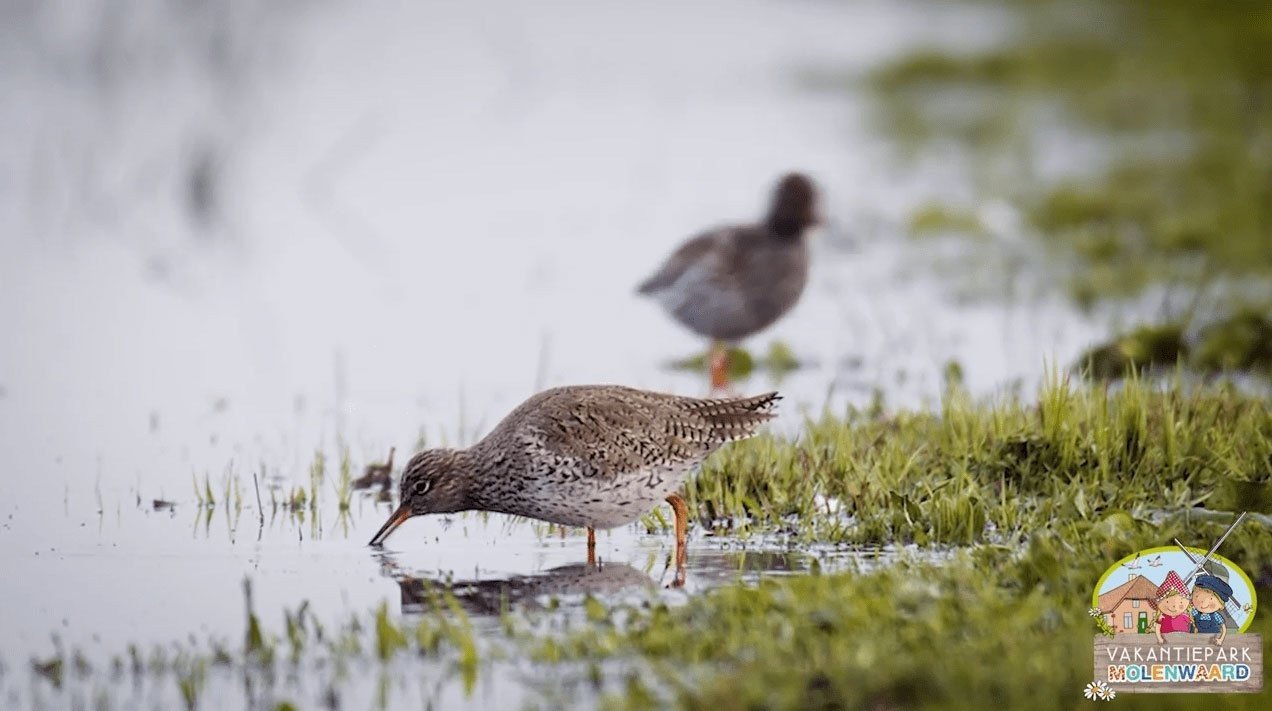 Ontdek Nationaal Park De Biesbosch