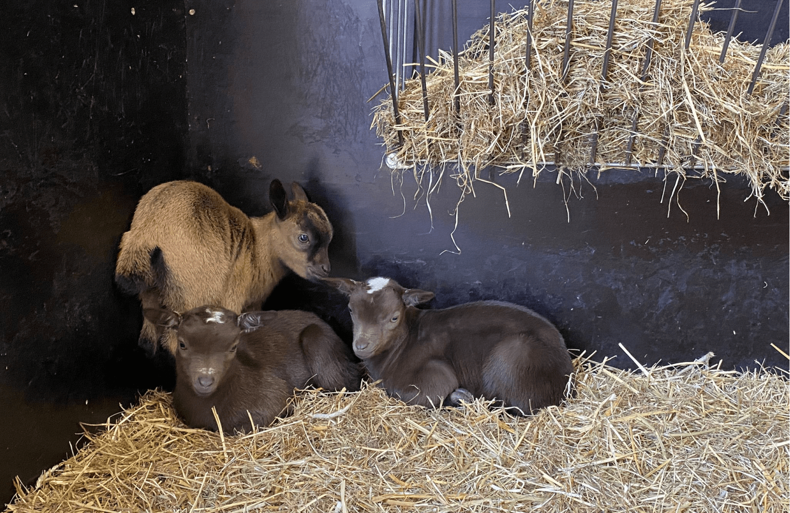 Bijzonder geboortenieuws: Geitendrieling geboren op  Vakantiepark Molenwaard