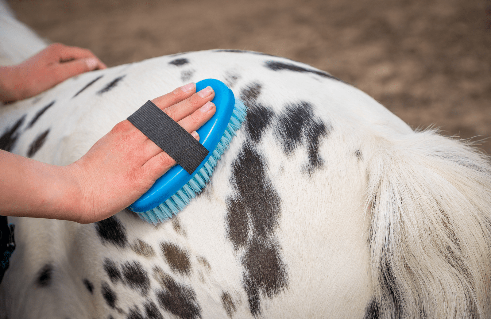 Pony borstelen bij Stoeterij Molenwaard