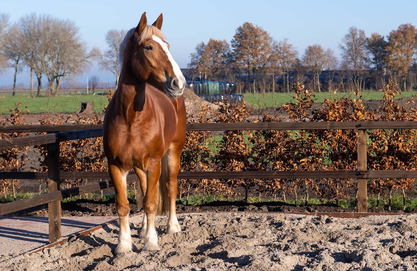 Paardenrassen